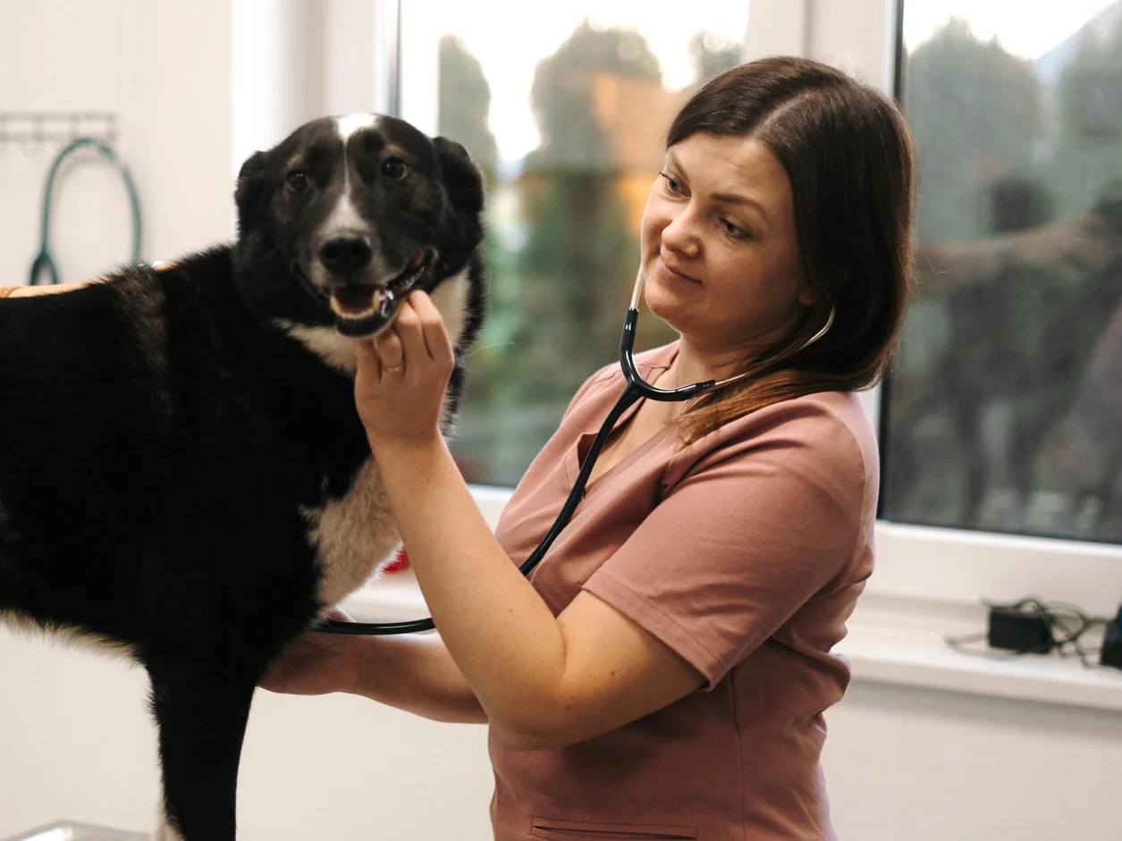 Lekarka weterynarii osłuchuje serce psa stetoskopem