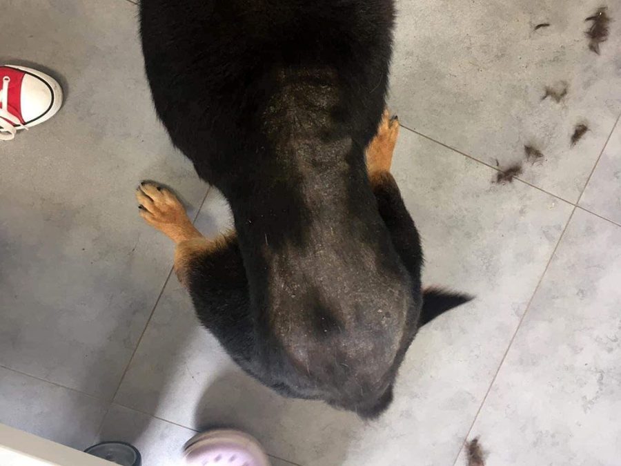 Alergiczne pchle zapalenie skóry