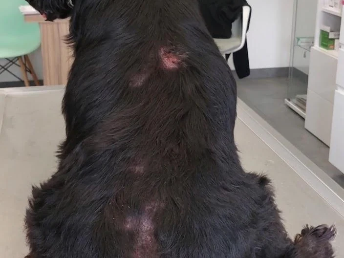Pies ze zmianami skórnymi na grzbiecie w przebiegu alergicznego pchlego zapalenia skóry