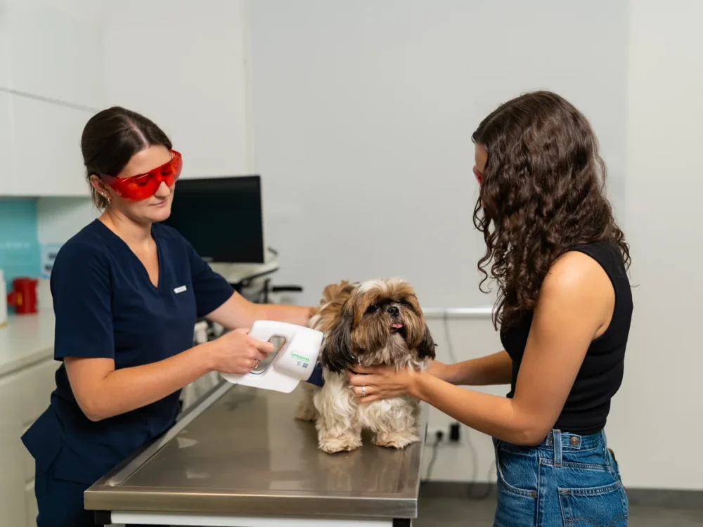 Lekarka weterynarii w okularach ochronnych podczas zabiegu dermatologicznego u psa