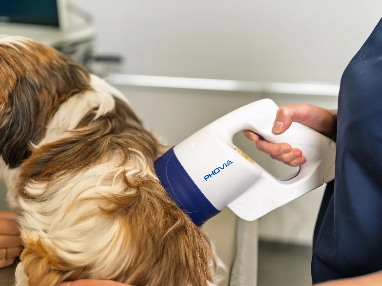Zabieg PHOVIA na skórze psa w gabinecie dermatologicznym