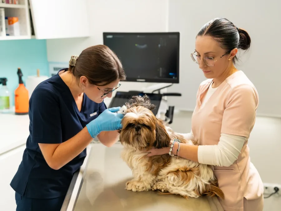 Lekarka weterynarii bada psa rasy shih tzu w towarzystwie właścicielki